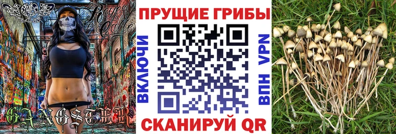 Псилоцибиновые грибы GOLDEN TEACHER  Купить где  Голицыно 